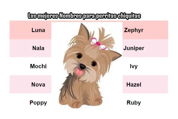 Los mejores Nombres para perritas chiquitas