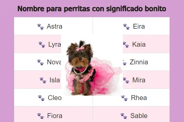 Nombre para perritas con significado bonito y original✅2024