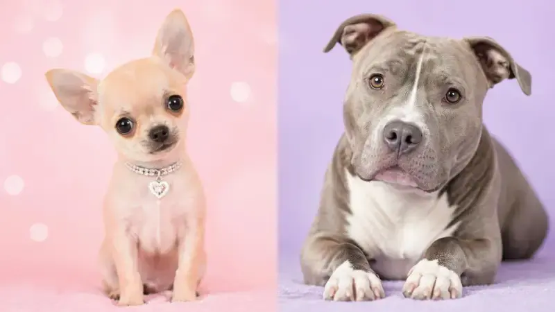 Perrita Chihuahua y perrita Pitbull, representando los nombres de mascotas hembras con significado según su raza