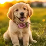 Nombres para perritas con significado bonito: Encuentra el ideal