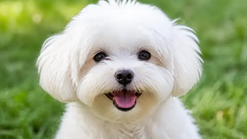 Perro pequeño blanco, representando los nombres para perros machos pequeños