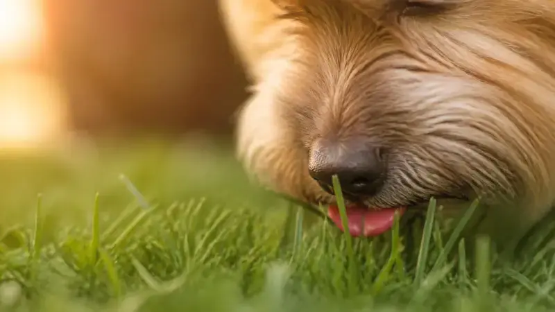 Hocico de un perro olfateando y comiendo zacate fresco en el jardín