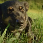 ¿Por qué los perros comen pasto o hierba?, porque los perros comen pasto, xk los perros comen hierva