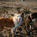 Guía completa para el bienestar de tu perro