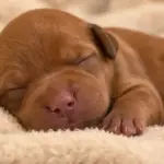 Cómo cuidar a un perro recién nacido: Guía Completa de Supervivencia